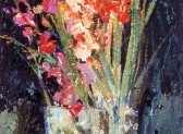 Gladiolus